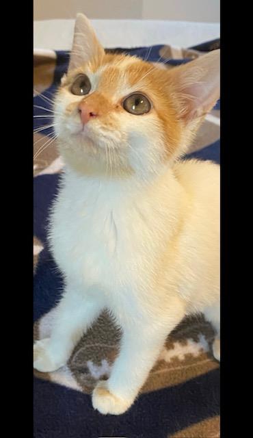 Enlarge Frida, a Adoptable Domestic Short Hair in Cincinnati, OH image 1/2