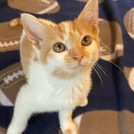 Frida, Adoptable, Kitten Female Domestic Short Hair.