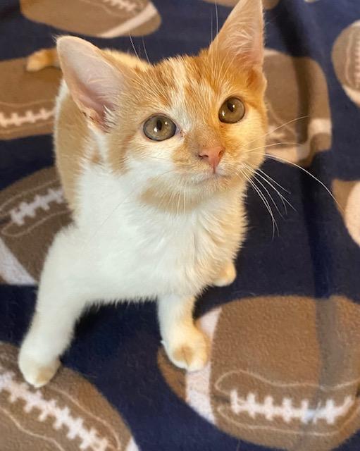 Enlarge Frida, a Adoptable Domestic Short Hair in Cincinnati, OH image 2/2