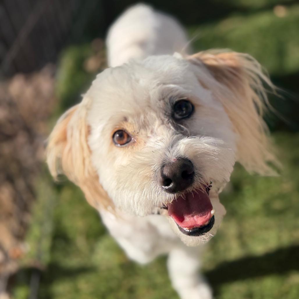 Theo, Adoptable, Adult Male Miniature Poodle & Lhasa Apso.