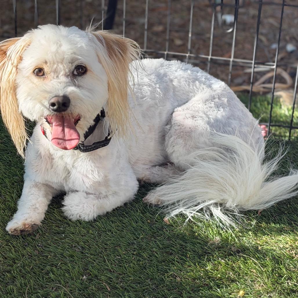 Enlarge Theo, a Adoptable mixed breed in Phoenix, AZ image 2/6