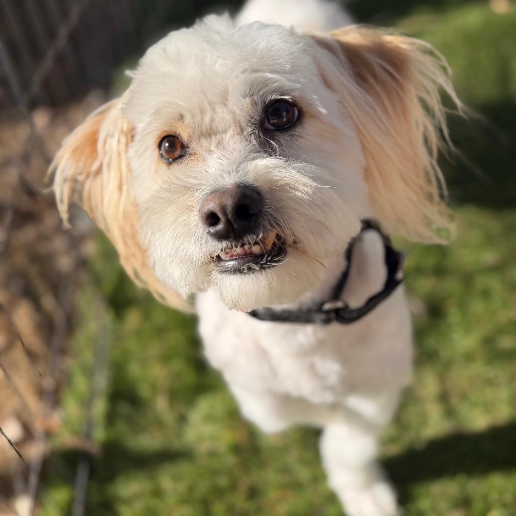 Enlarge Theo, a Adoptable mixed breed in Phoenix, AZ image 4/6