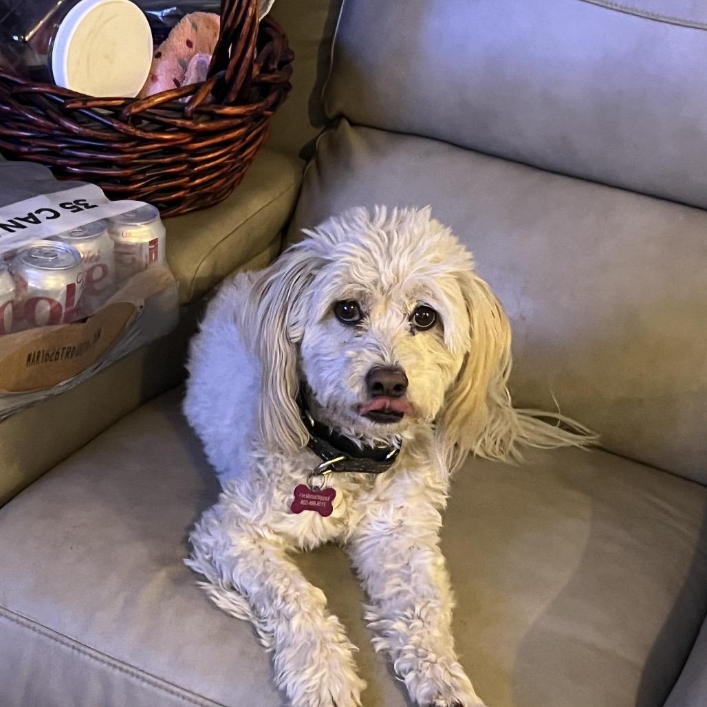 Enlarge Theo, a Adoptable mixed breed in Phoenix, AZ image 5/6
