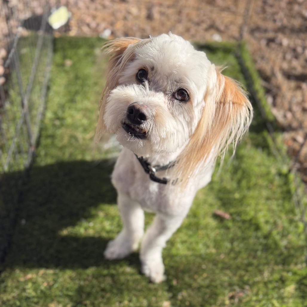 Enlarge Theo, a Adoptable mixed breed in Phoenix, AZ image 6/6