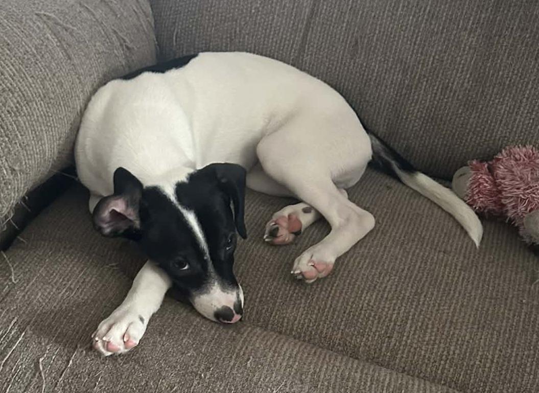 Enlarge Checkers, an adopted mixed breed in Grand Rapids, MI image 1/3