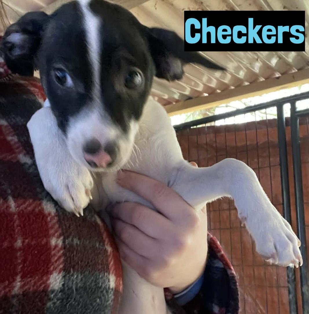 Enlarge Checkers, a ADOPTABLE mixed breed in Grand Rapids, MI image 2/2