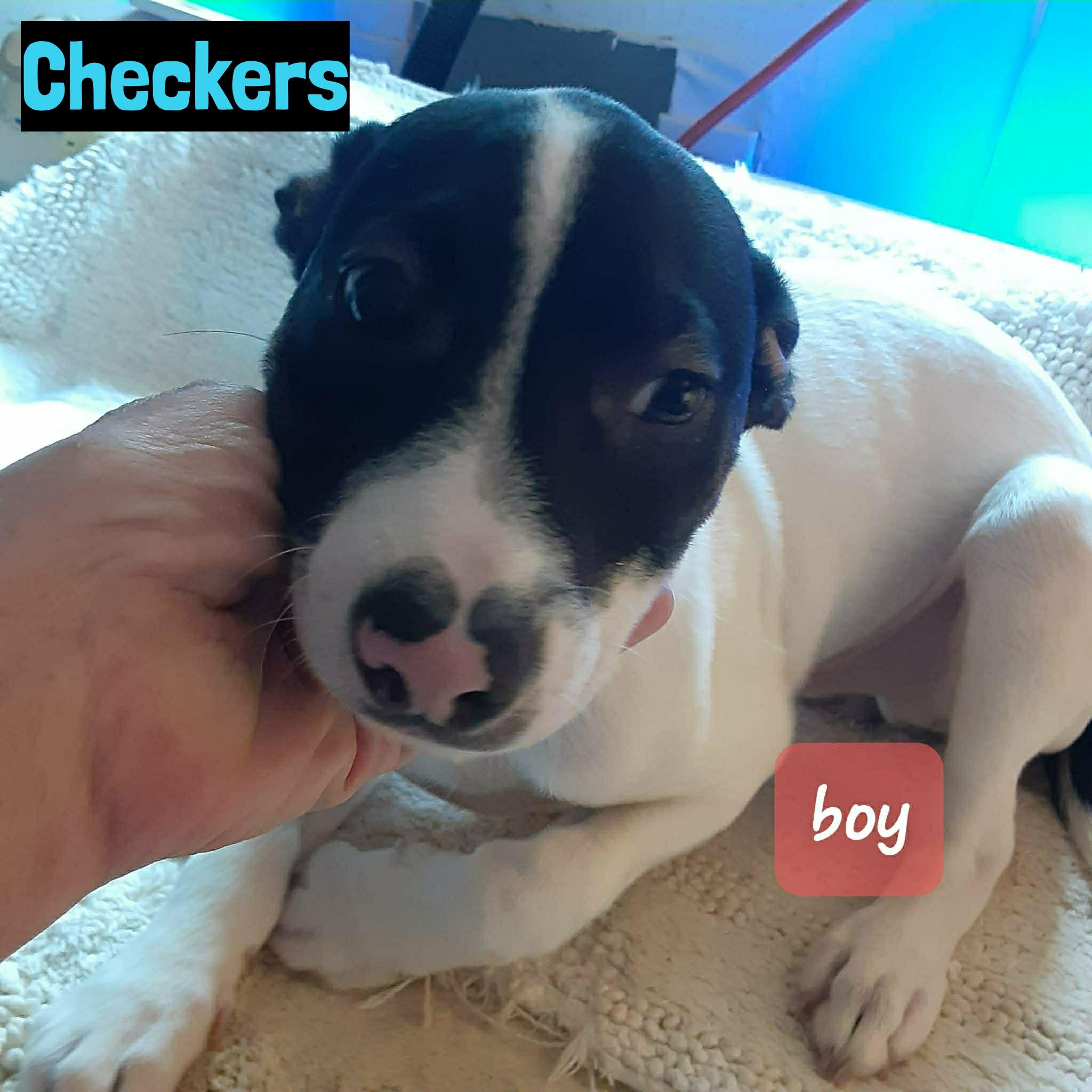 Enlarge Checkers, a ADOPTABLE mixed breed in Grand Rapids, MI image 1/2