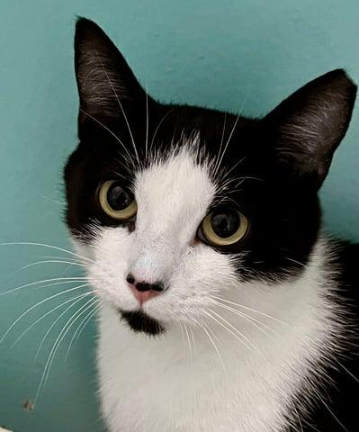 Enlarge Abigale, a Adoptable Domestic Short Hair in Huntington, NY image 1/6