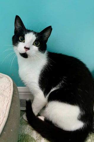 Enlarge Abigale, a Adoptable Domestic Short Hair in Huntington, NY image 2/6