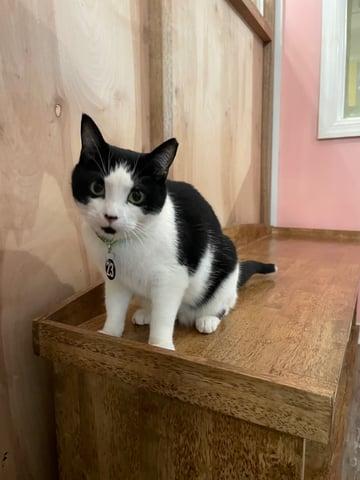 Enlarge Abigale, a Adoptable Domestic Short Hair in Huntington, NY image 3/6