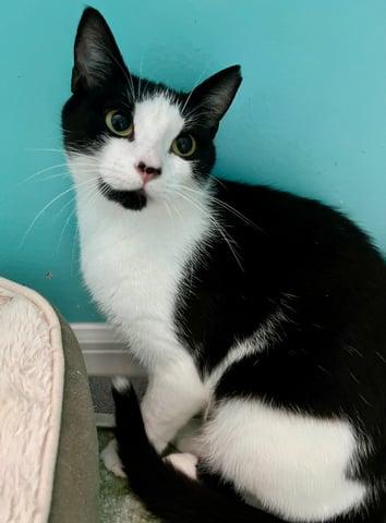 Enlarge Abigale, a Adoptable Domestic Short Hair in Huntington, NY image 4/6