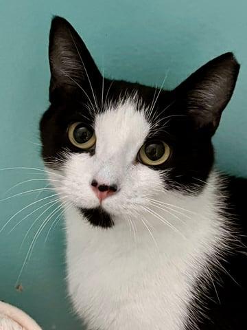 Enlarge Abigale, a Adoptable Domestic Short Hair in Huntington, NY image 5/6