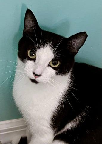 Enlarge Abigale, a Adoptable Domestic Short Hair in Huntington, NY image 6/6