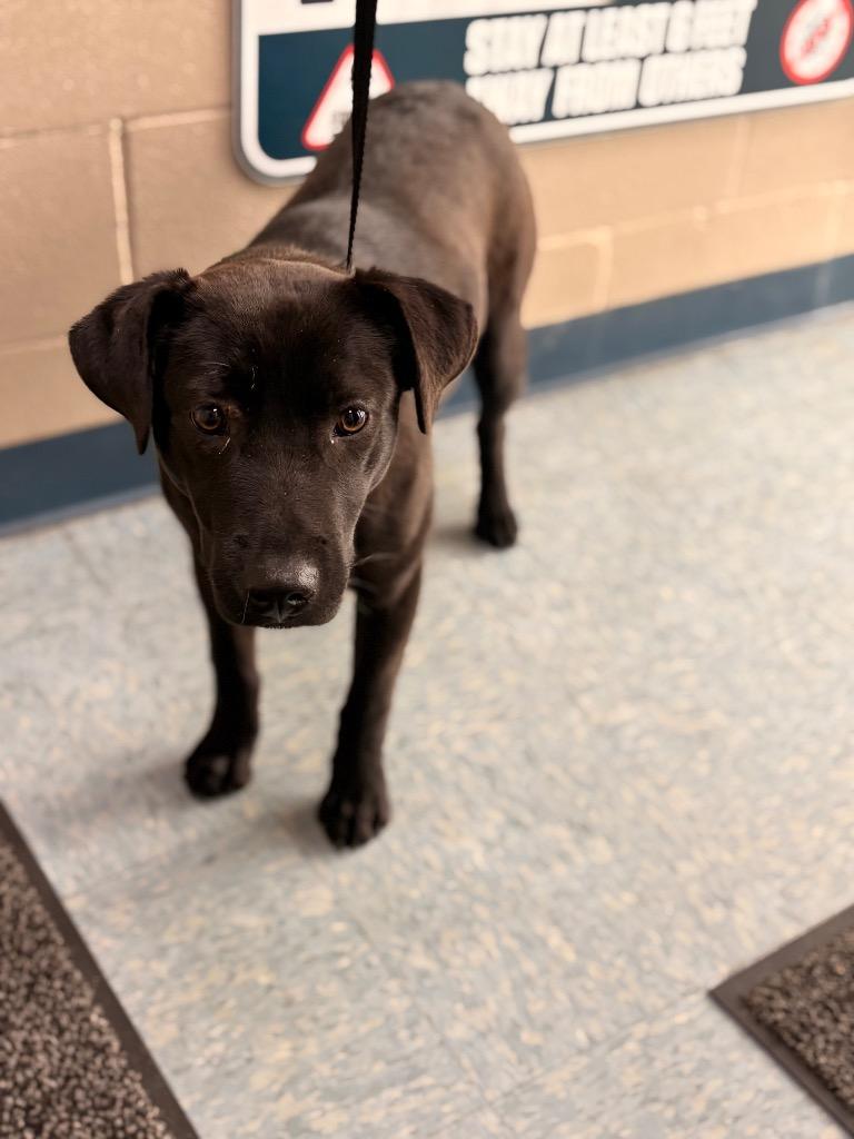 Patches, Adoptable, Young Female Mixed Breed.