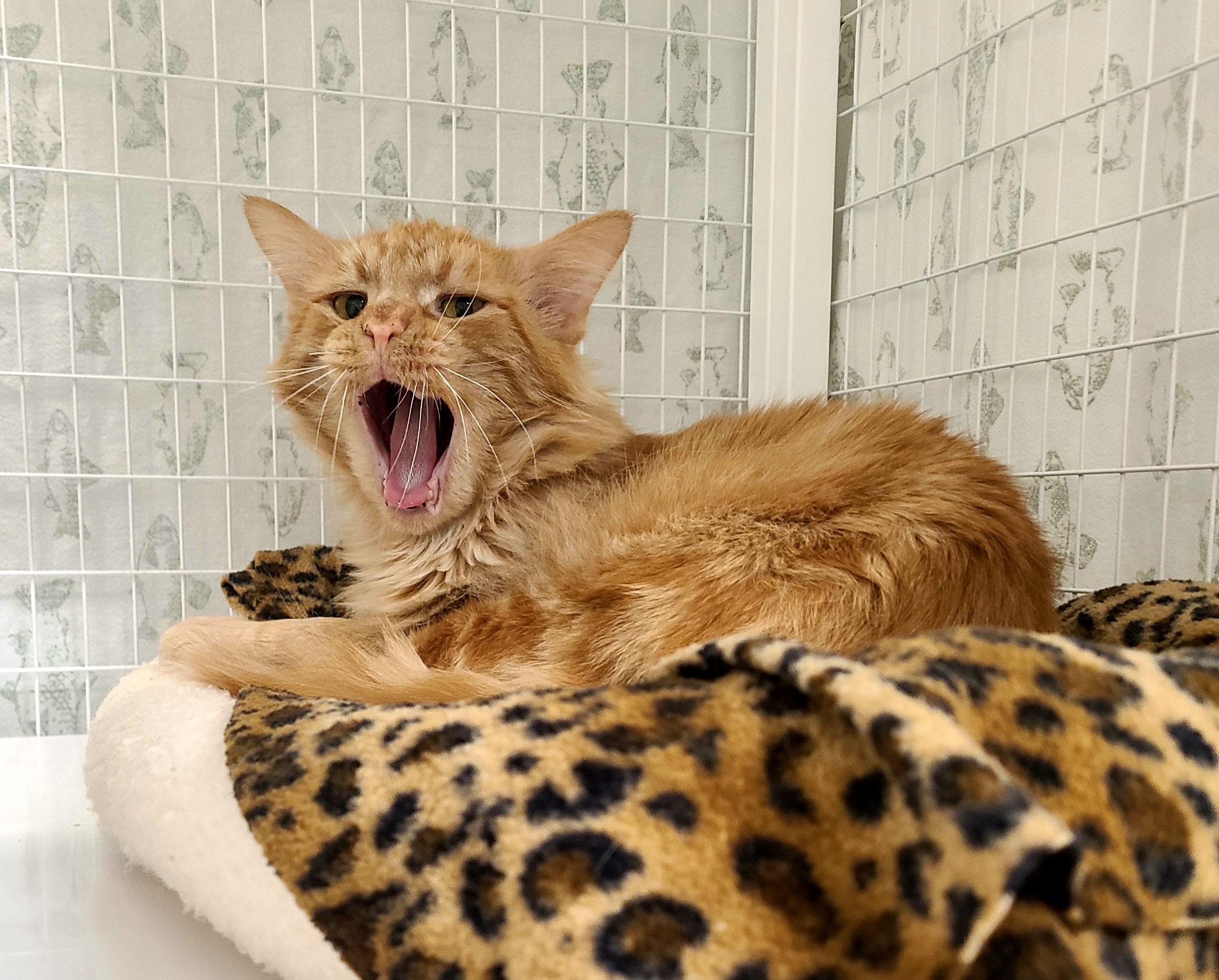 Enlarge Tostone, an adopted Domestic Medium Hair in Kirkland, WA image 2/2