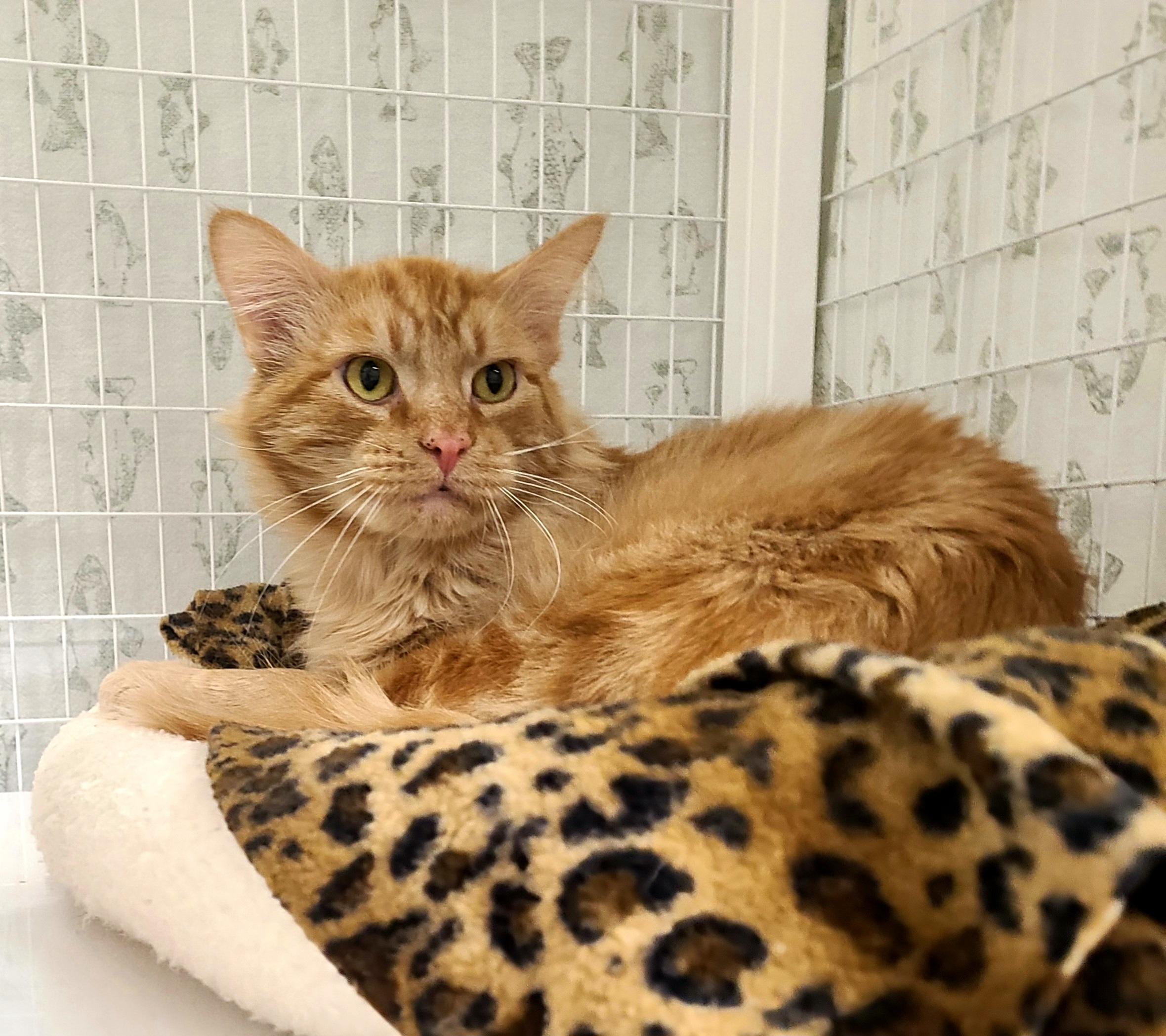 Tostone, adopted, Adult Male Domestic Medium Hair.