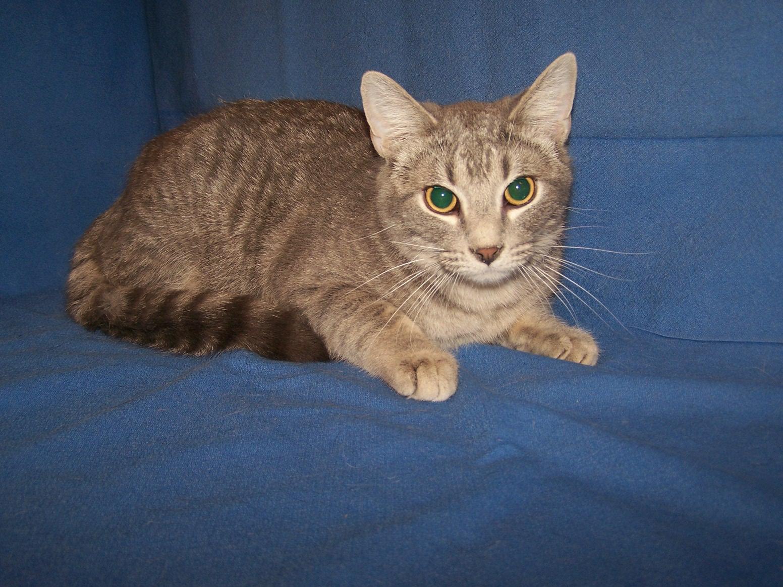 K-Gwendolyn-Gunner, ADOPTABLE, Young Male Domestic Short Hair.