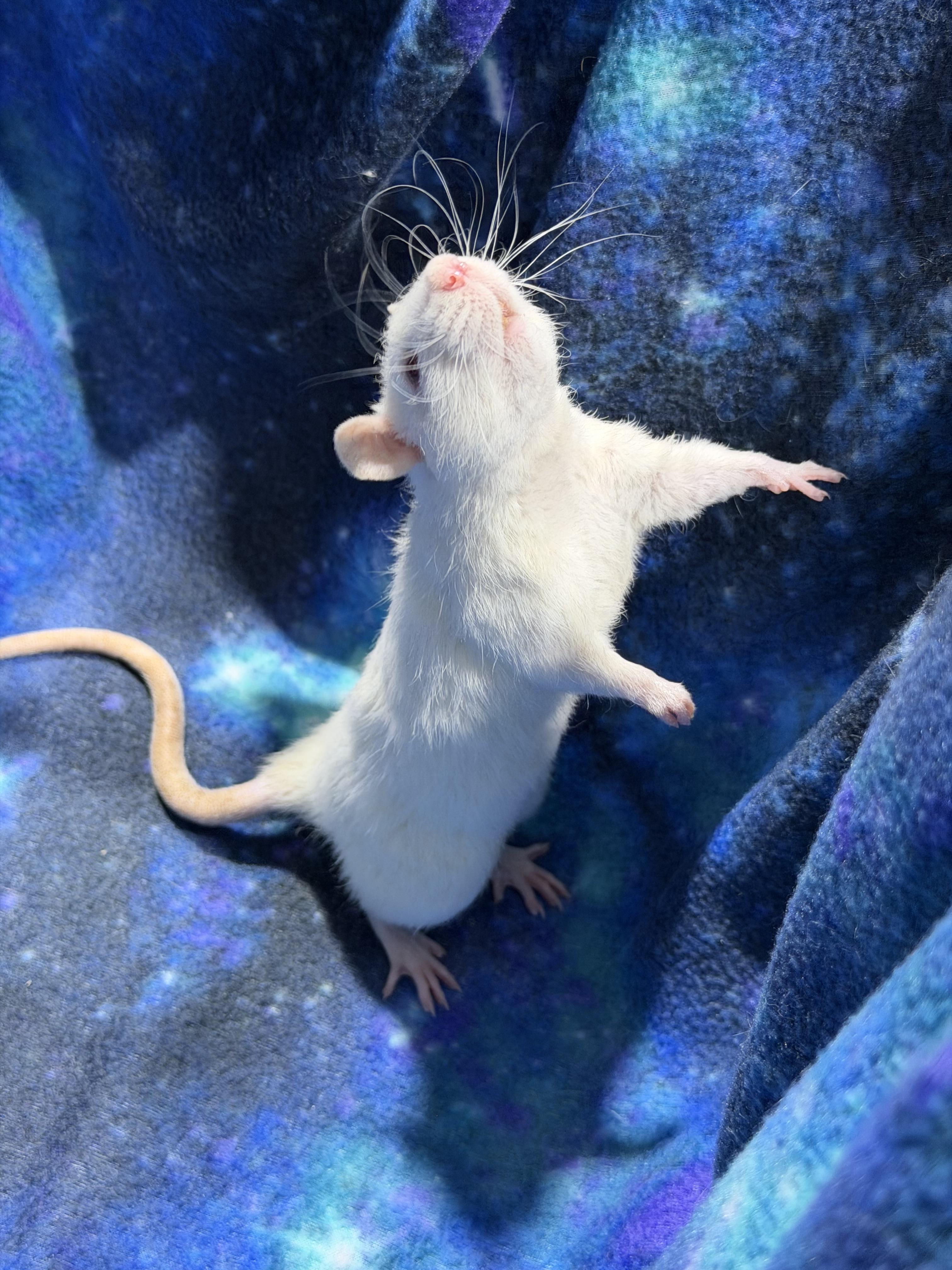 Enlarge Female fancy rats , a ADOPTABLE Rat in Howell, NJ image 2/6
