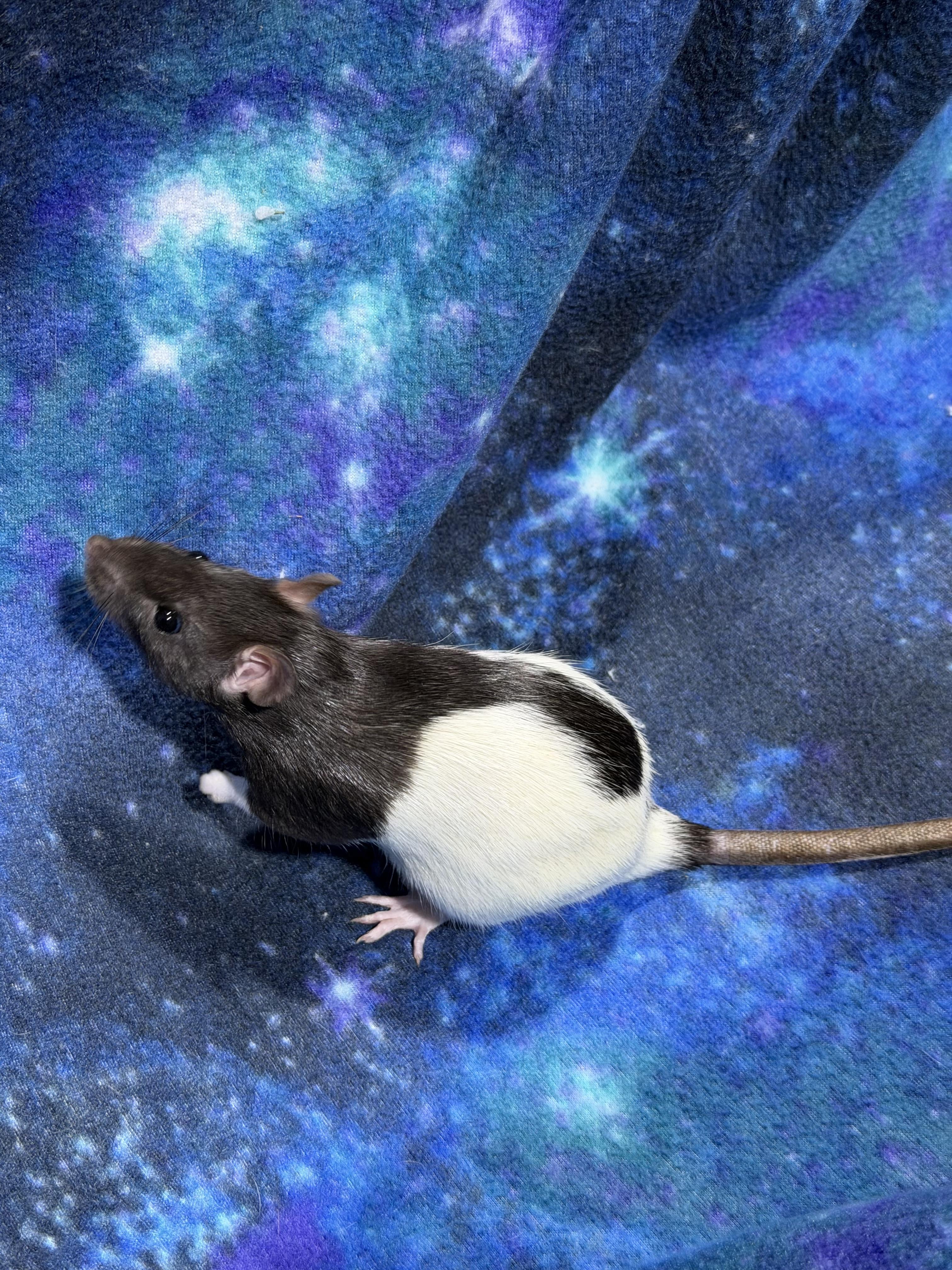 Enlarge Female fancy rats , a ADOPTABLE Rat in Howell, NJ image 4/6