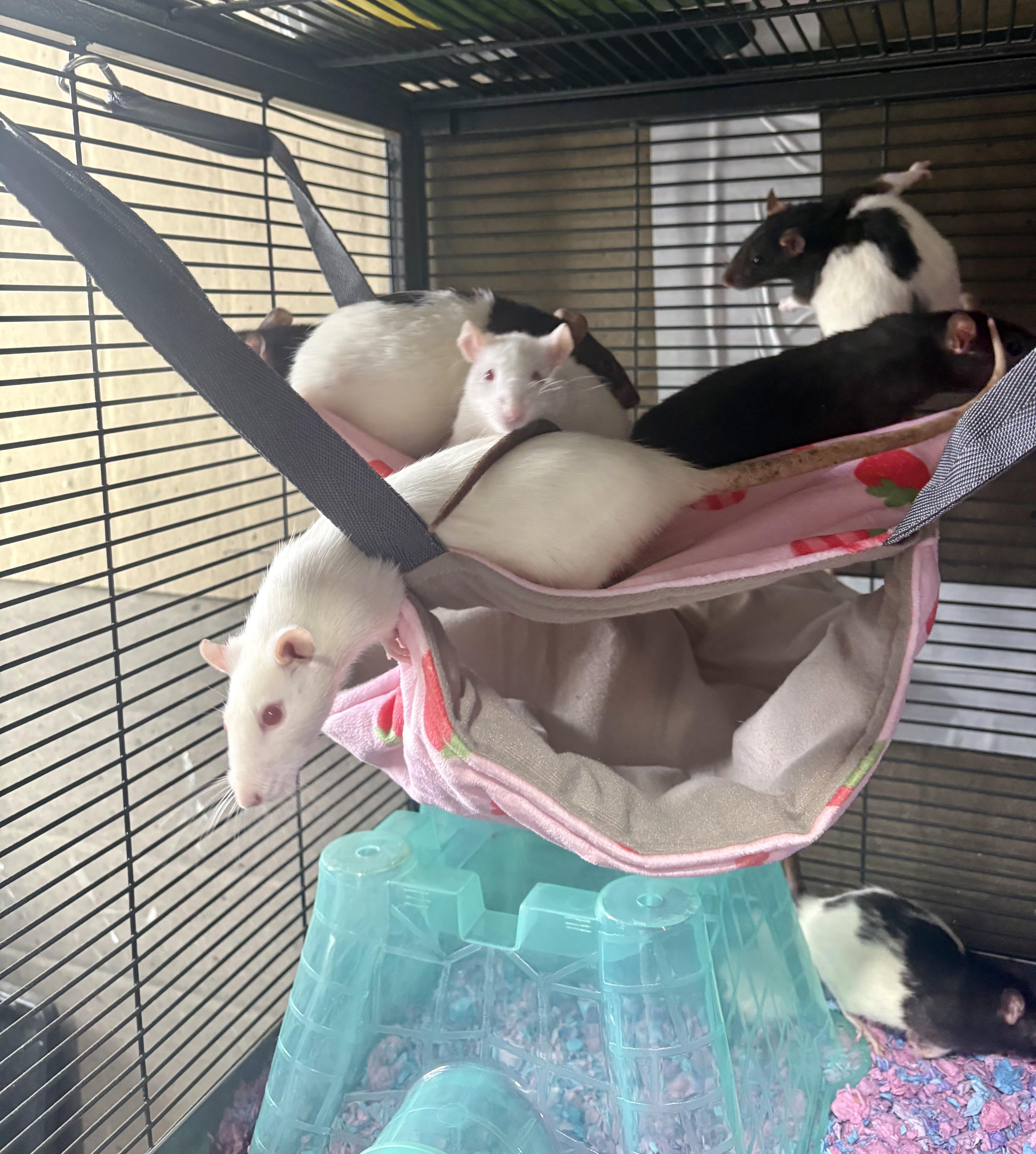 Female fancy rats , ADOPTABLE, Young Female Rat.