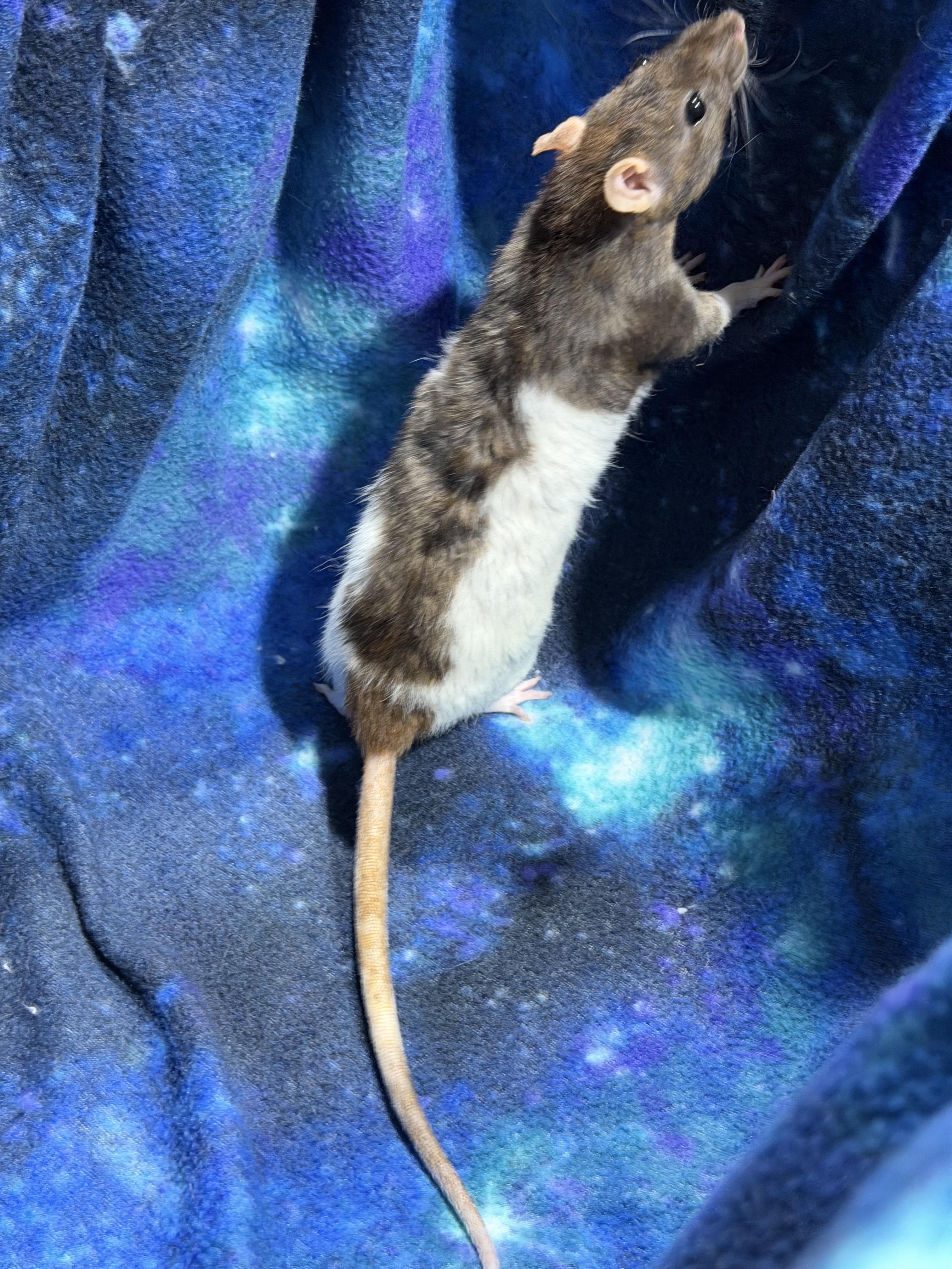 Enlarge Female fancy rats , a ADOPTABLE Rat in Howell, NJ image 6/6