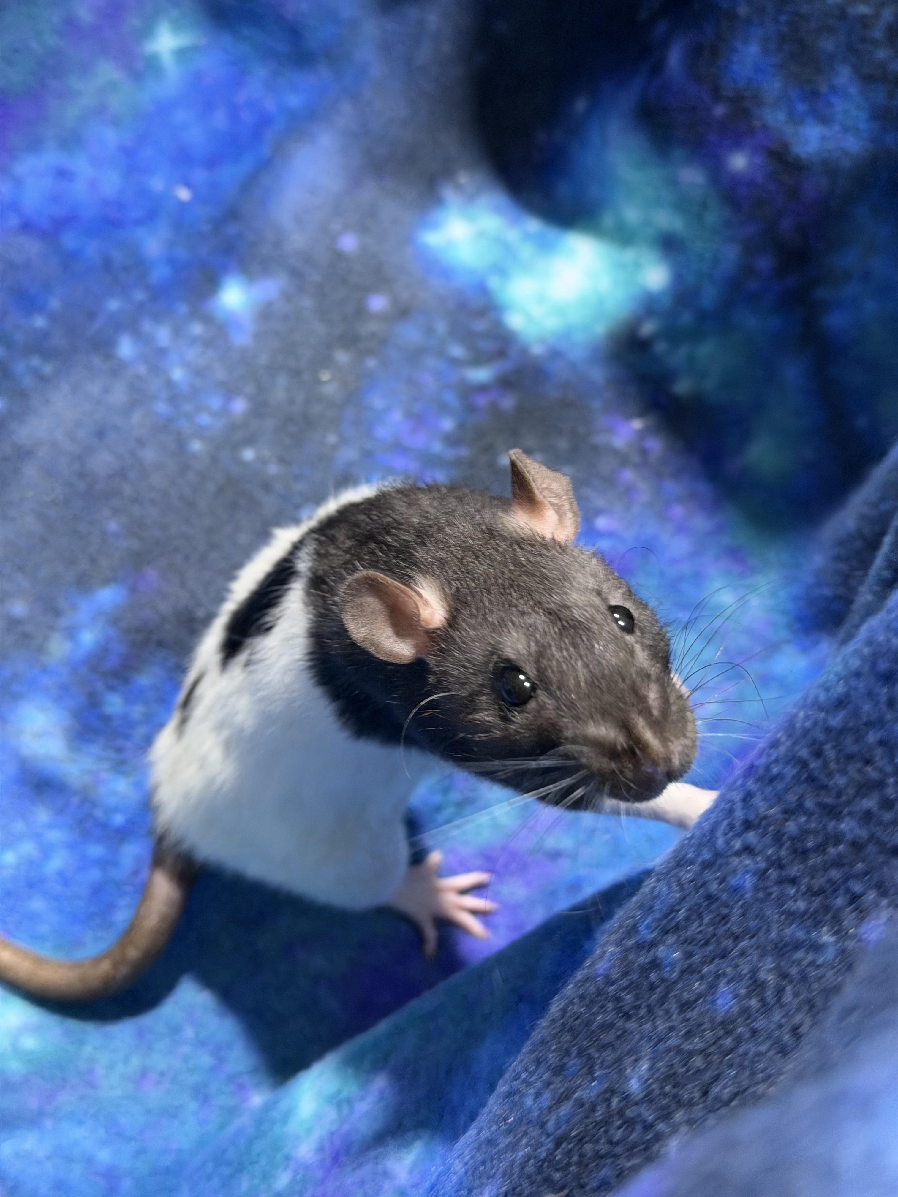 Enlarge Female fancy rats , a ADOPTABLE Rat in Howell, NJ image 3/6