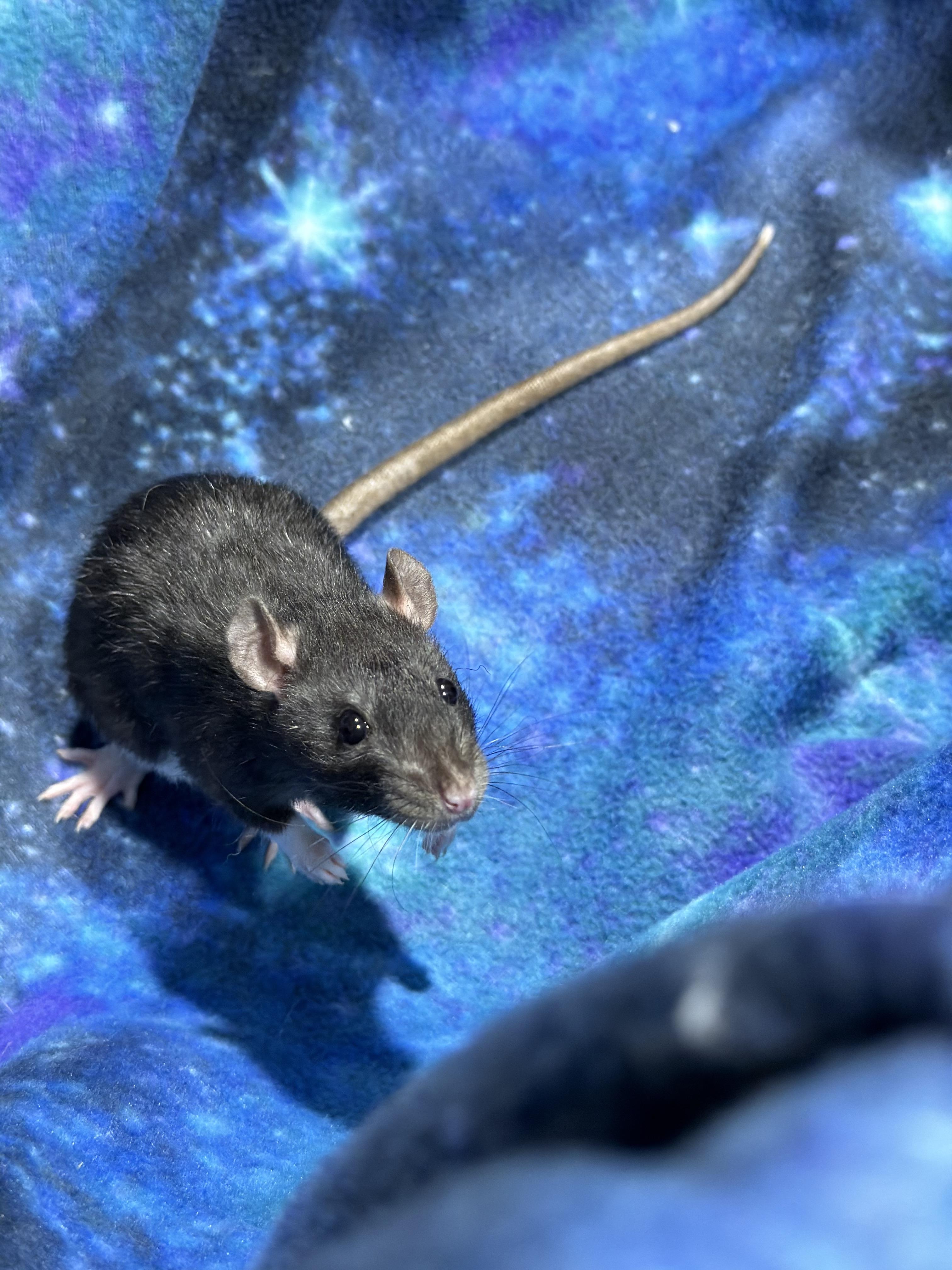 Enlarge Female fancy rats , a ADOPTABLE Rat in Howell, NJ image 5/6