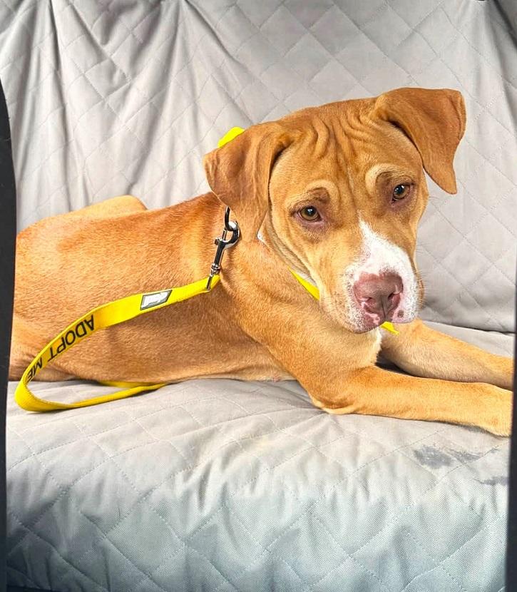 Enlarge SEPHORA, a Adoptable Hound in Pegram, TN image 5/5