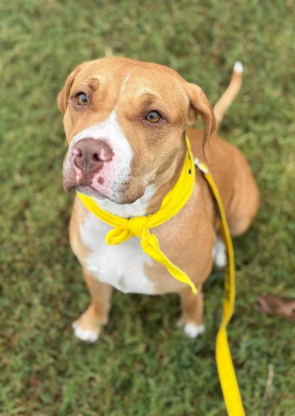 SEPHORA, Adoptable, Adult Female Hound.