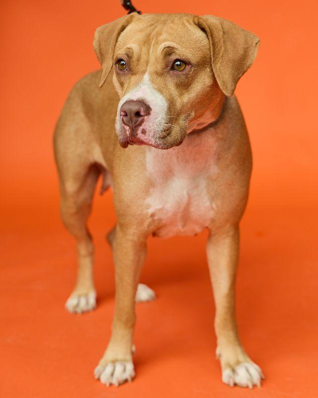 Enlarge SEPHORA, a Adopted Hound in Pegram, TN image 1/6