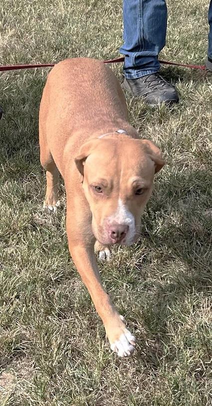 Enlarge SEPHORA, a Adoptable Hound in Pegram, TN image 2/5