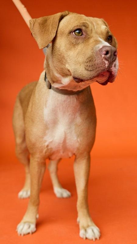 Enlarge SEPHORA, a Adopted Hound in Pegram, TN image 5/6