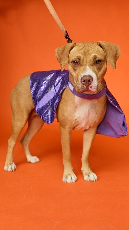 Enlarge SEPHORA, a Adopted Hound in Pegram, TN image 6/6