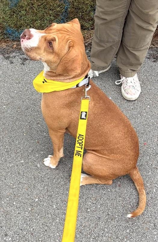 Enlarge SEPHORA, a Adoptable Hound in Pegram, TN image 4/5