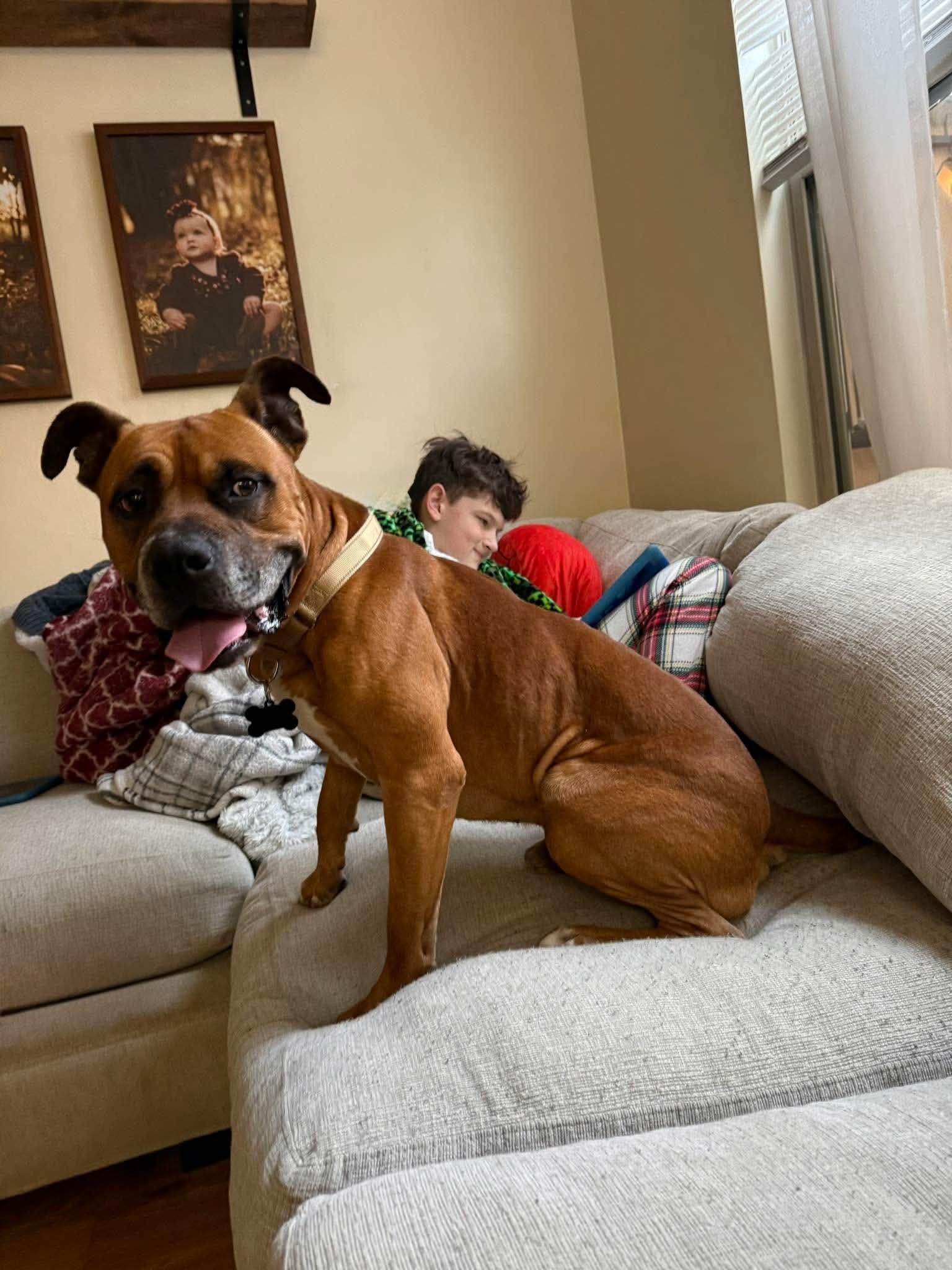 Enlarge Bagel - Urgent Foster or Adopter Needed, a Adoptable mixed breed in Atlanta, GA image 3/6
