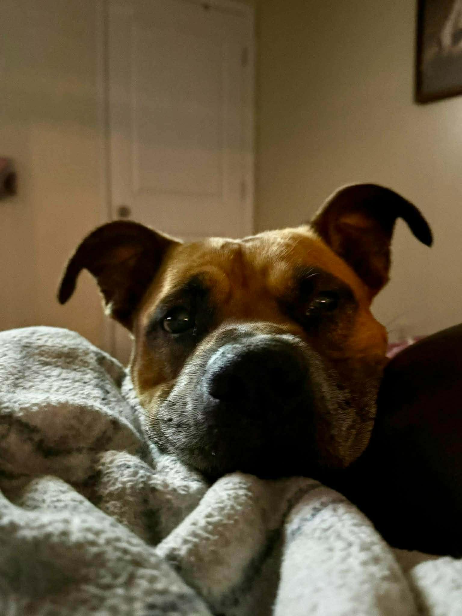 Enlarge Bagel - Urgent Foster or Adopter Needed, a Adoptable mixed breed in Atlanta, GA image 5/6