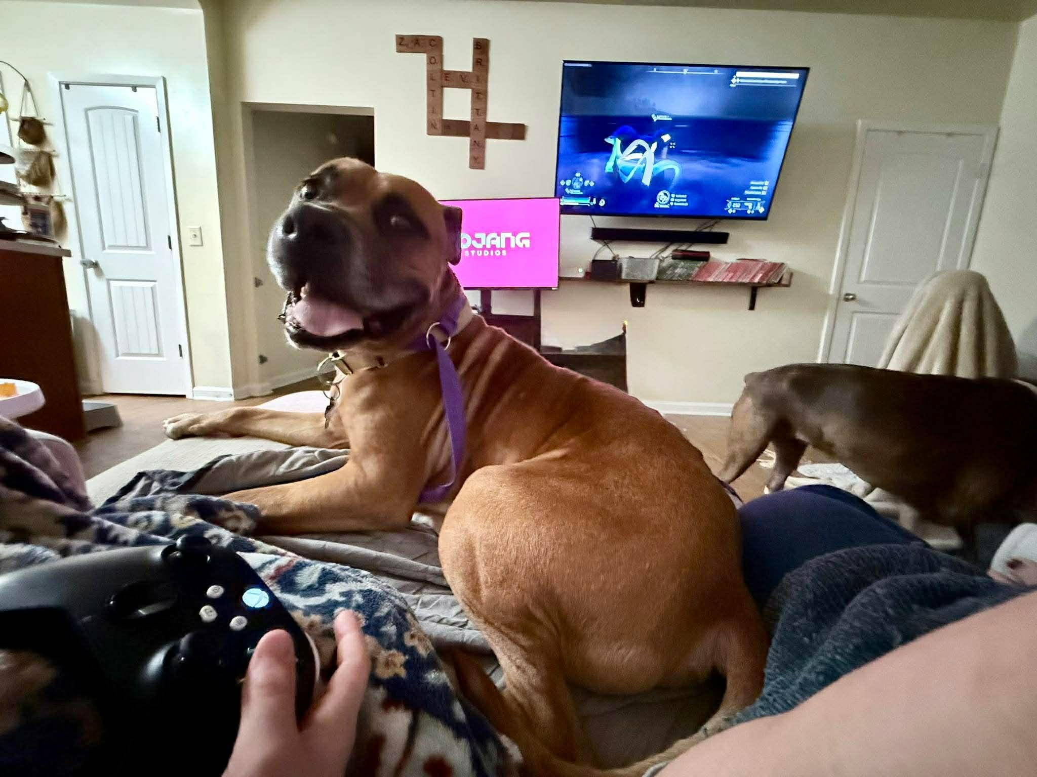 Enlarge Bagel - Urgent Foster or Adopter Needed, a Adoptable mixed breed in Atlanta, GA image 1/6