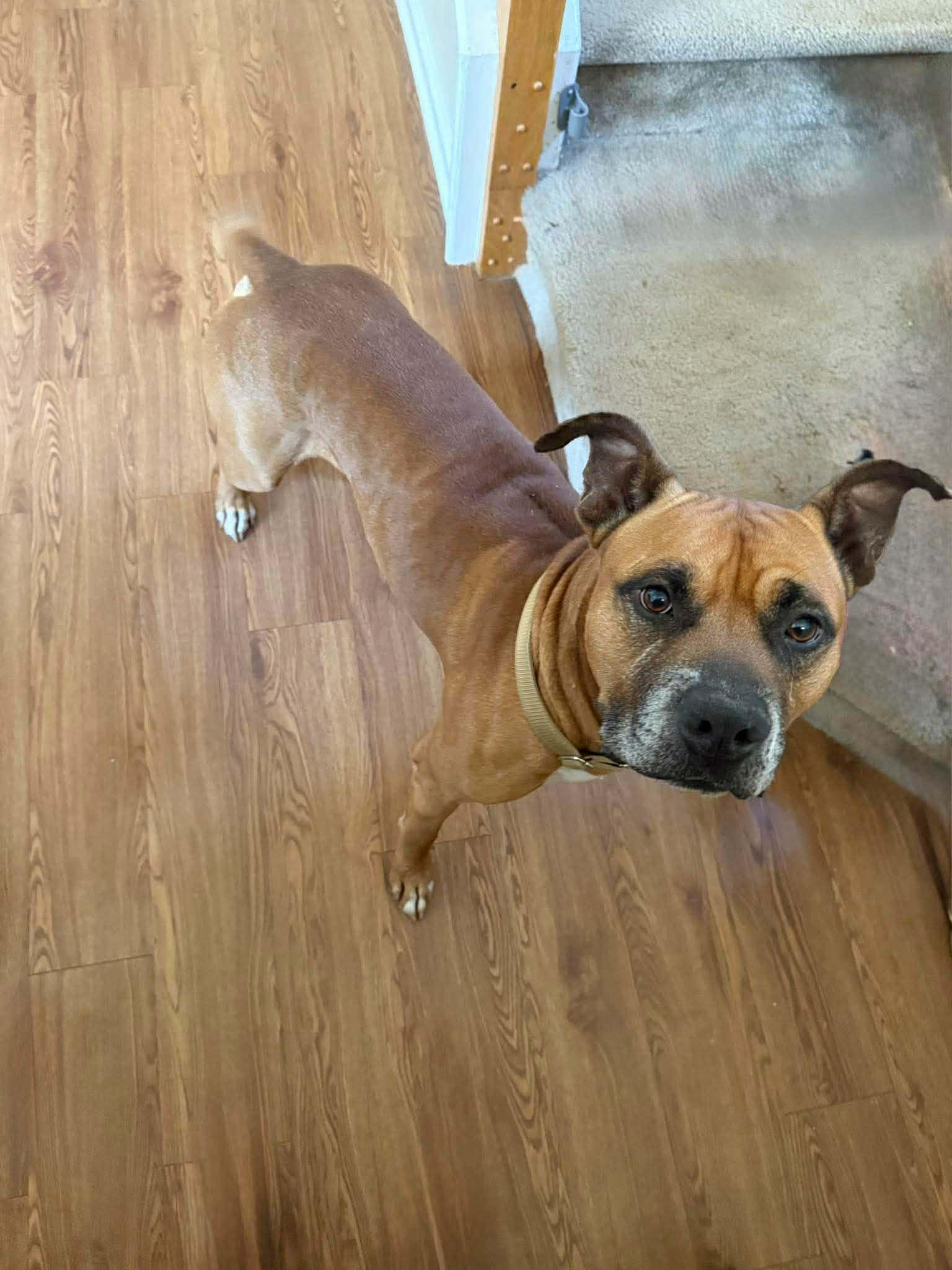 Enlarge Bagel - Urgent Foster or Adopter Needed, a Adoptable mixed breed in Atlanta, GA image 6/6