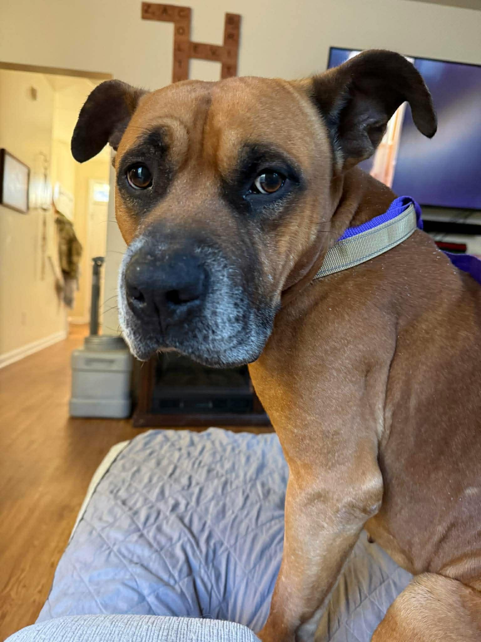 Enlarge Bagel - Urgent Foster or Adopter Needed, a Adoptable mixed breed in Atlanta, GA image 4/6
