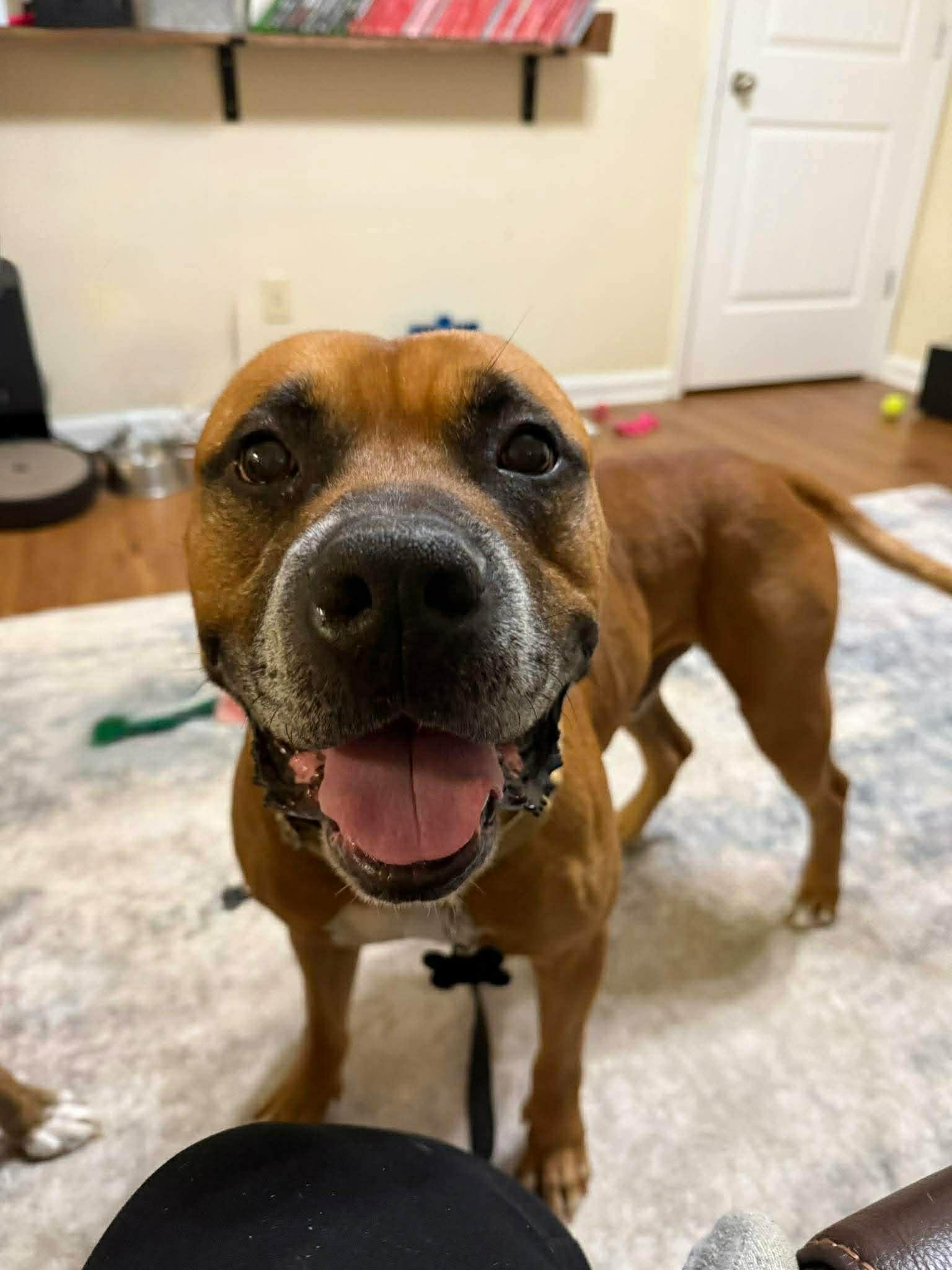 Enlarge Bagel - Urgent Foster or Adopter Needed, a Adoptable mixed breed in Atlanta, GA image 2/6