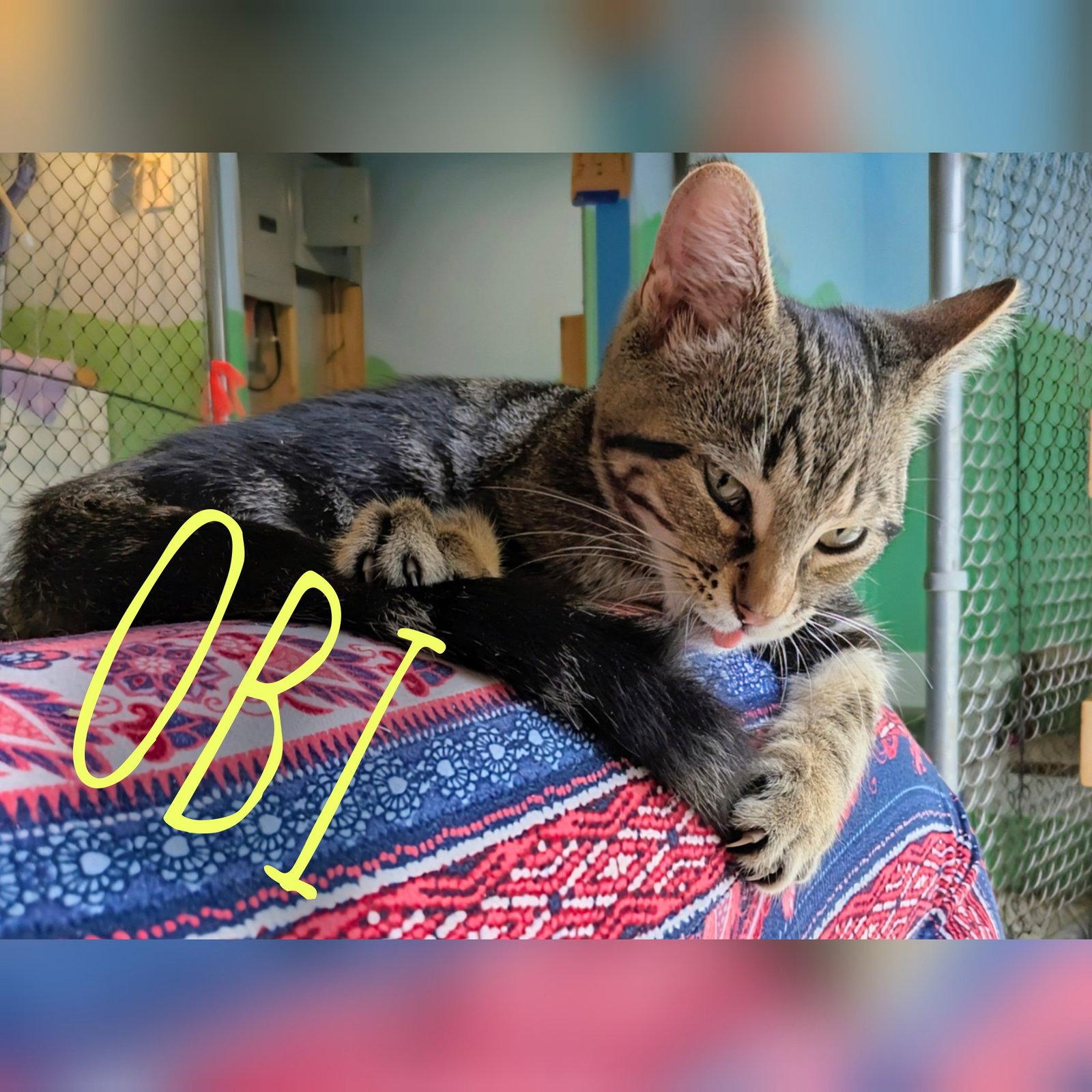 Obi, Adopted, Young Male Domestic Short Hair.
