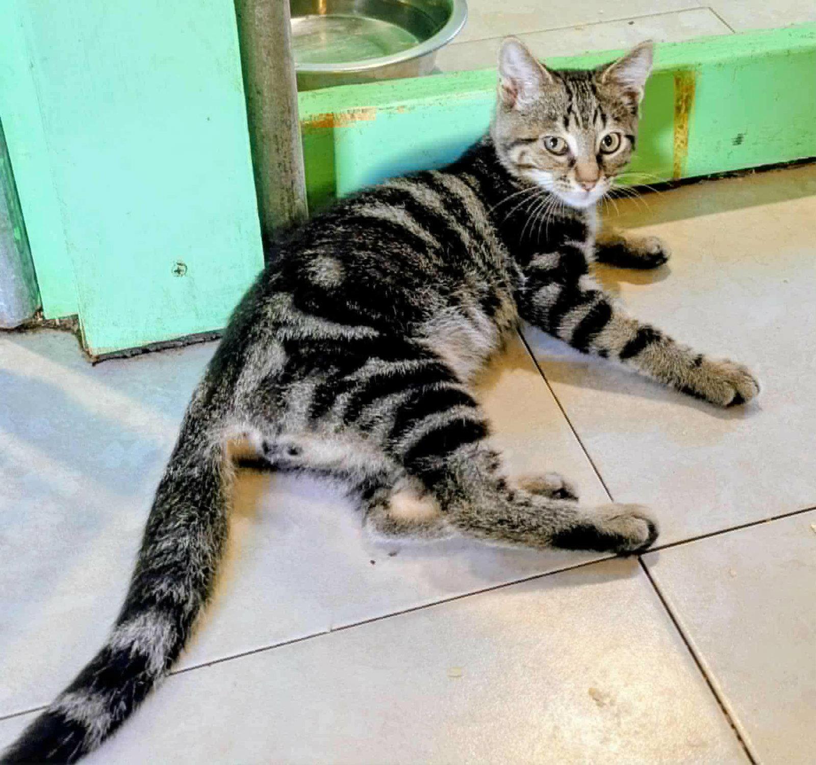 Enlarge Obi, a Adopted Domestic Short Hair in Flint Hill, VA image 2/2