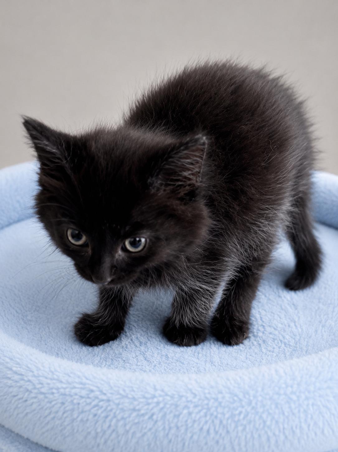Turbulence , an adopted Domestic Long Hair in Malden, MA image 4/6