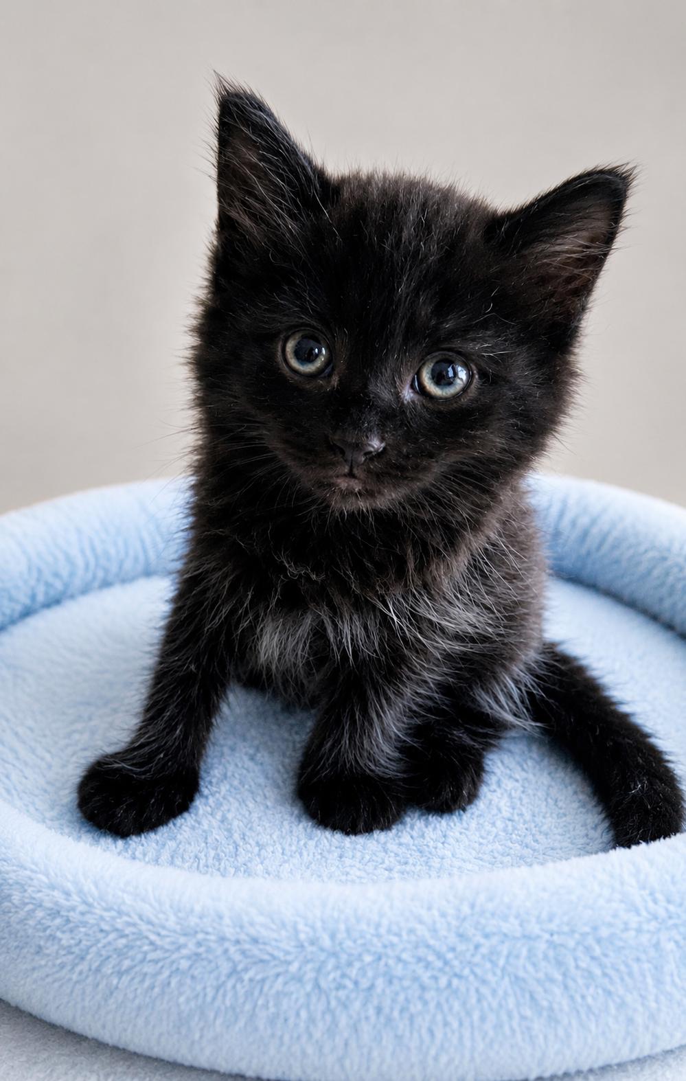 Turbulence , an adopted Domestic Long Hair in Malden, MA image 3/6