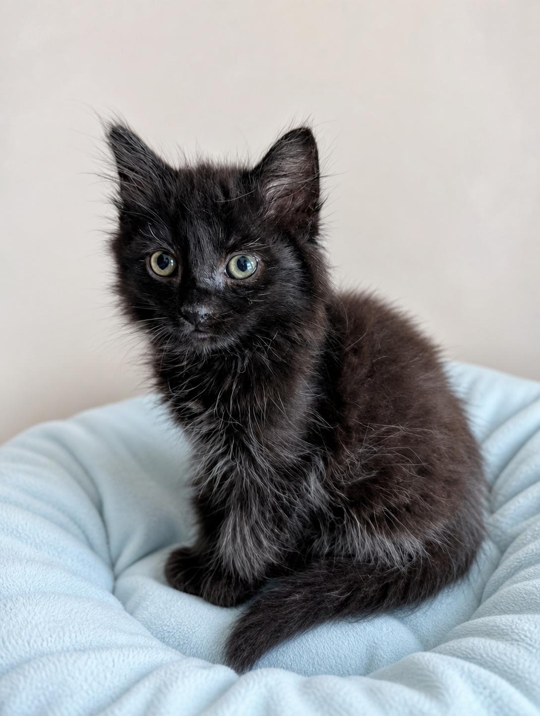 Turbulence , an adopted Domestic Long Hair in Malden, MA image 2/6
