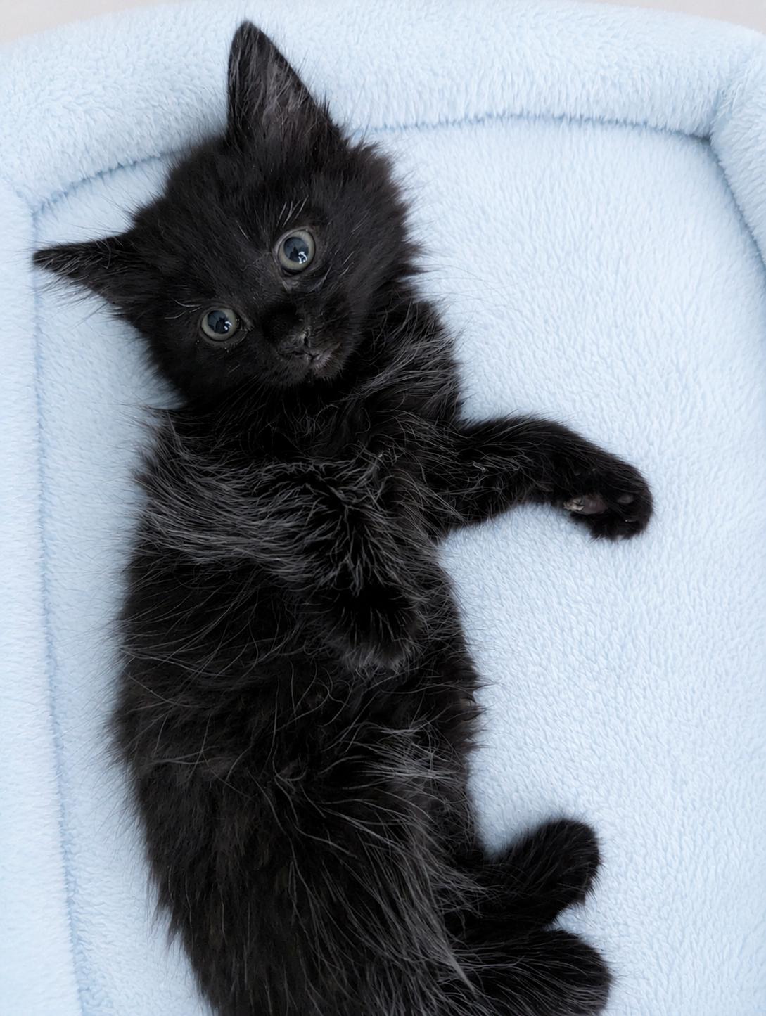 Turbulence , an adopted Domestic Long Hair in Malden, MA image 6/6