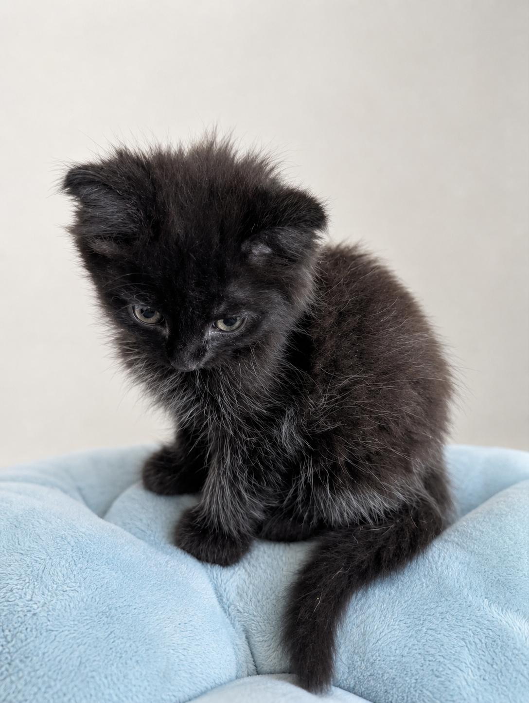 Turbulence , an adopted Domestic Long Hair in Malden, MA image 1/6
