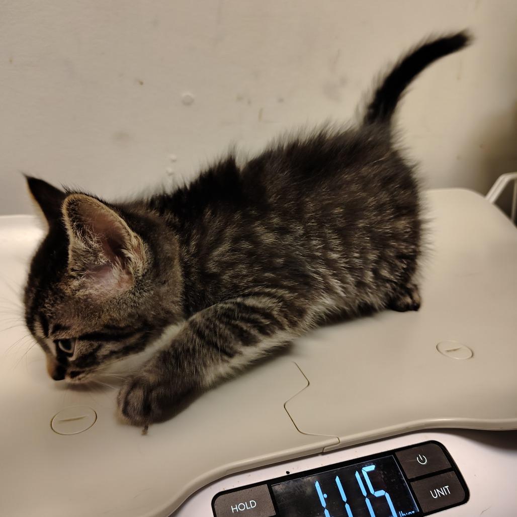 Enlarge Squidward, a Adoptable Domestic Short Hair in Coos Bay, OR image 1/1