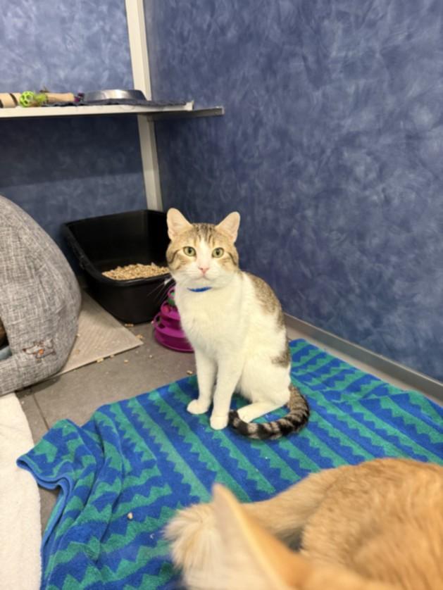 BISHOP, Adoptable, Adult Male Domestic Short Hair.