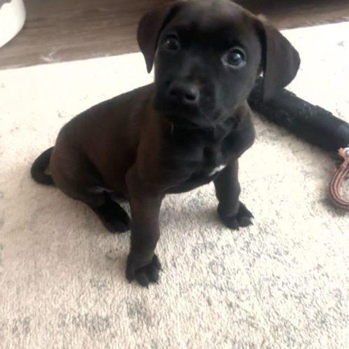 Enlarge Shadow, a Adoptable mixed breed in Wilmington, NC image 1/6